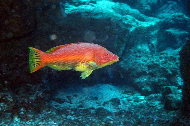 Mergulho 098.jpg